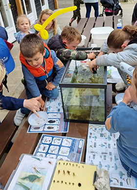 Bug Hunting at the Antrim Fly Fair 2022 