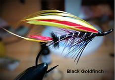 Trevor Greene The Black Goldfinch 